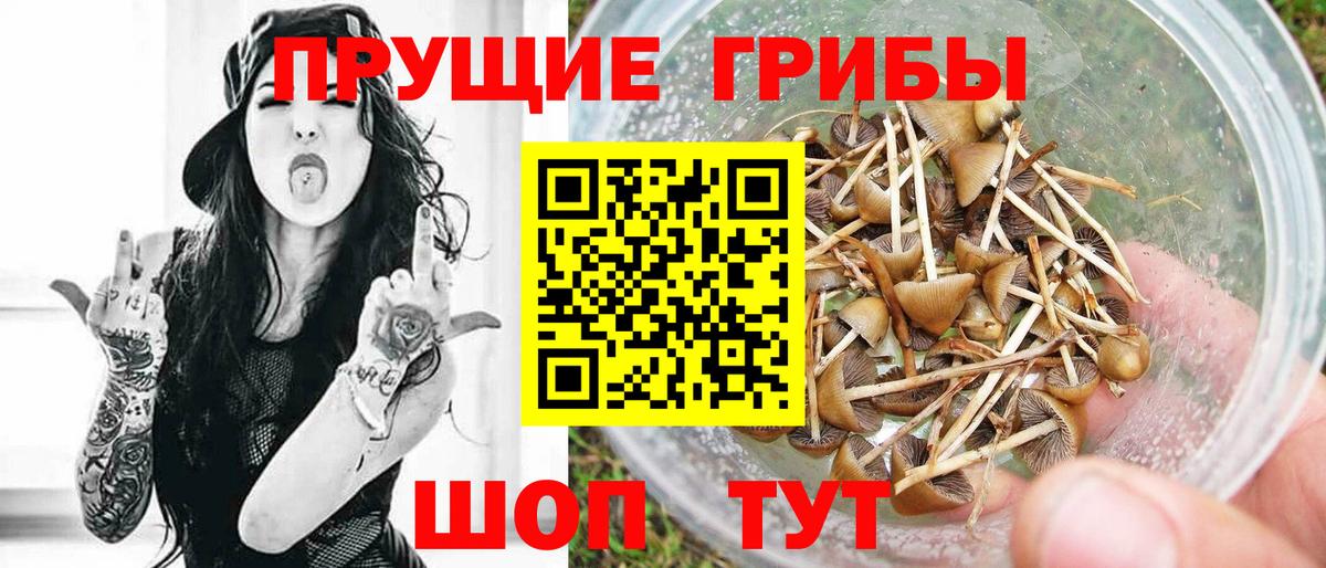 дарнет шоп  Вход с VPN  Зеленокумск  Псилоцибиновые грибы Cubensis 
